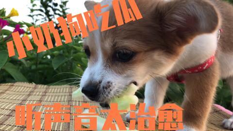 娱乐吃瓜酱小奶狗,揭秘娱乐圈的甜蜜与苦涩